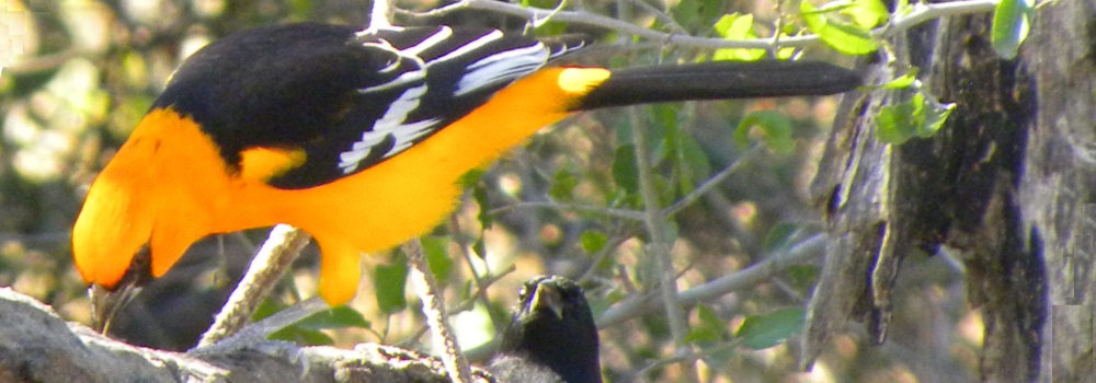 Straight Billed Song BirdsAltamira Oriole