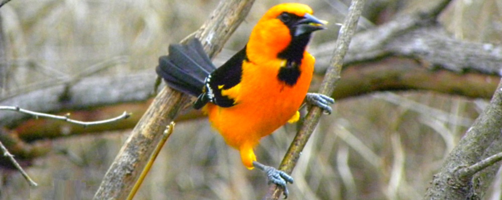 Straight Billed Song BirdsAltamira Oriole