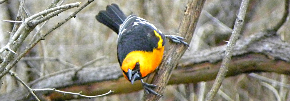 Straight Billed Song BirdsAltamira Oriole