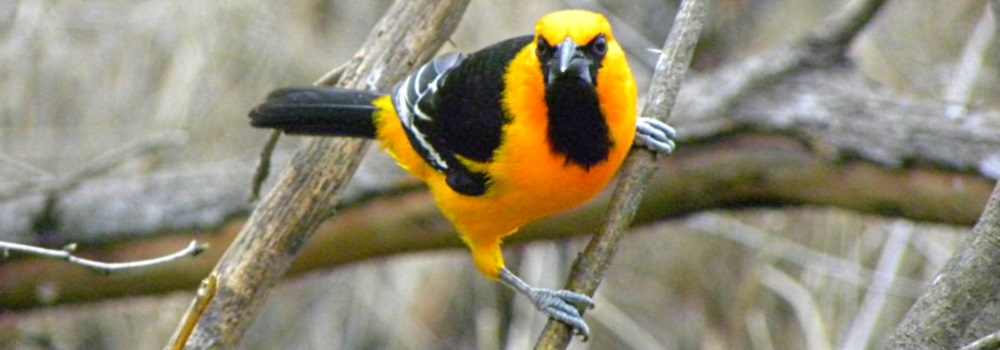 Straight Billed Song BirdsAltamira Oriole