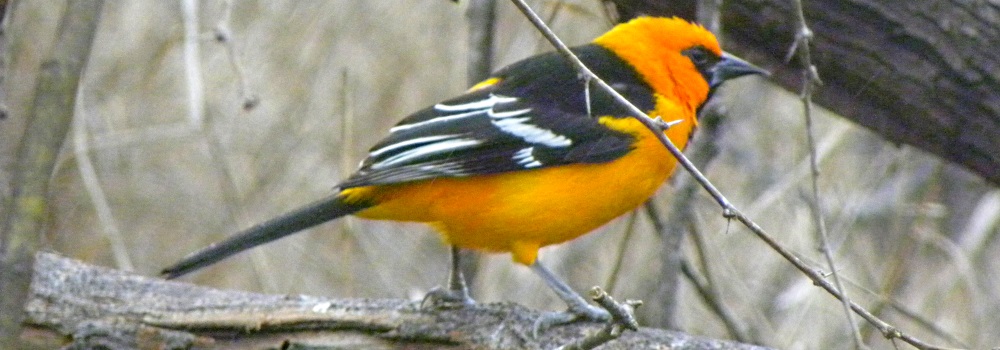 Straight Billed Song BirdsAltamira Oriole