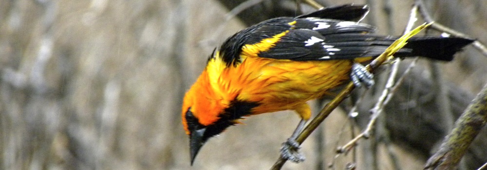 Straight Billed Song BirdsAltamira Oriole