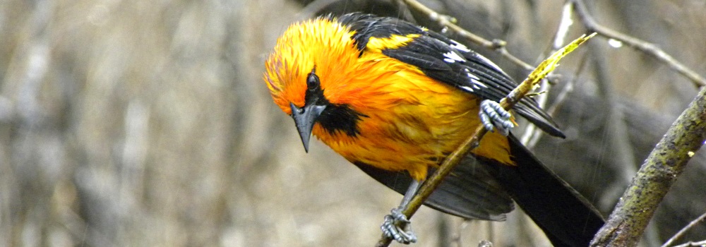 Straight Billed Song BirdsAltamira Oriole