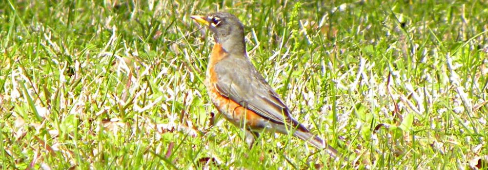 Straight Billed Song BirdsRobin
