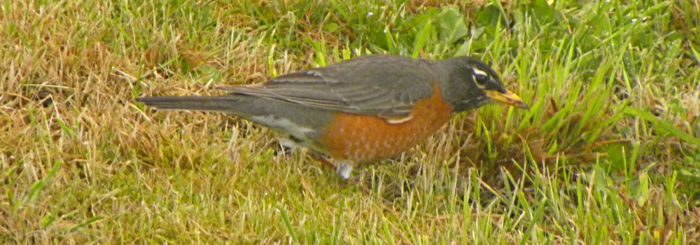 Straight Billed Song BirdsRobin