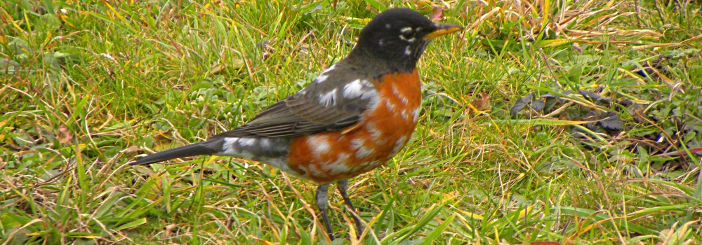 Straight Billed Song BirdsRobin