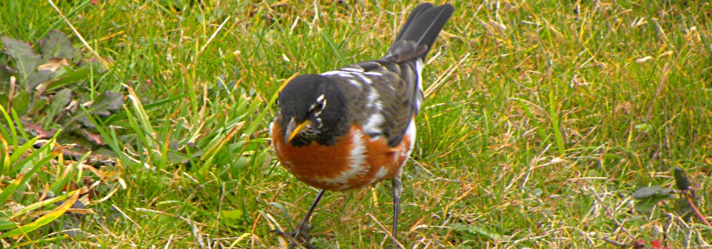 Straight Billed Song BirdsRobin