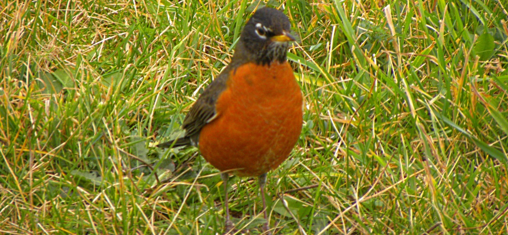 Straight Billed Song BirdsRobin