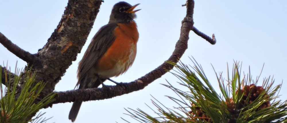 Straight Billed Song BirdsRobin