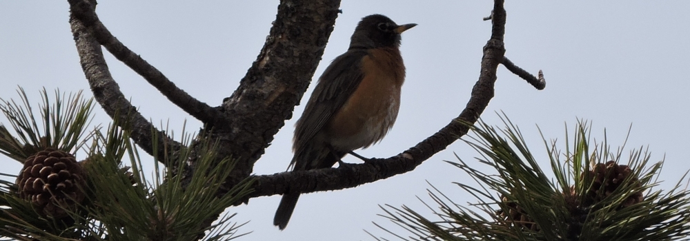 Straight Billed Song BirdsRobin