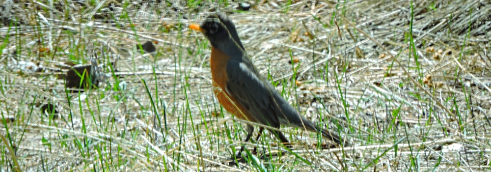 Straight Billed Song BirdsRobin