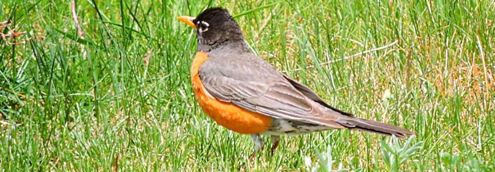 Straight Billed Song BirdsRobin