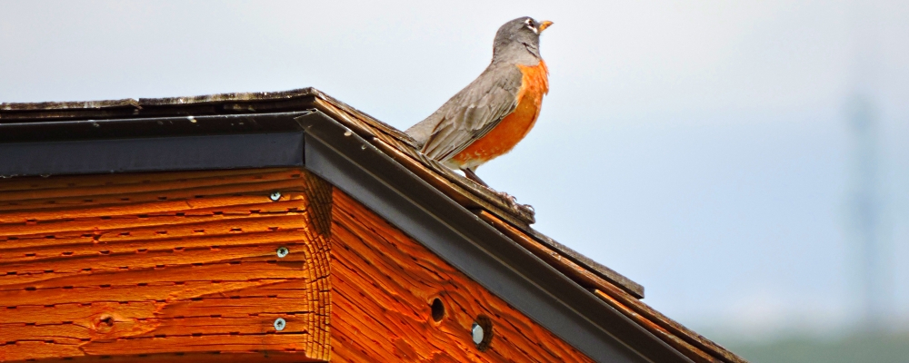 Straight Billed Song BirdsRobin