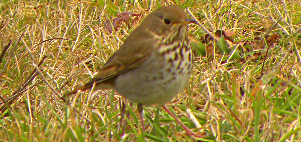 Straight Billed Song BirdsHermit Thrush