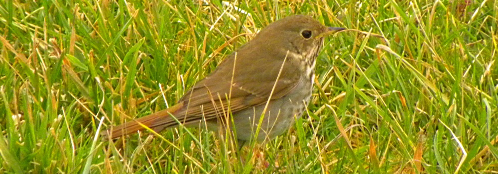 Hermit Thrushgray extreme, 119b