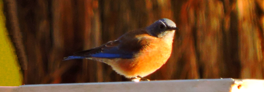Straight Billed Song BirdsWestern Bluebird