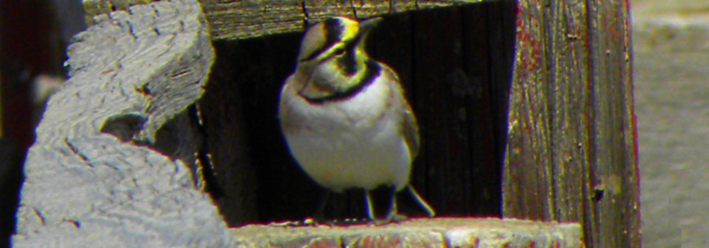Straight Billed Song BirdsHorned Lark