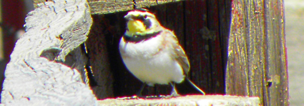 Straight Billed Song BirdsHorned Lark