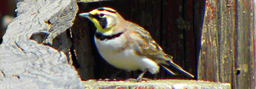 Straight Billed Song BirdsHorned Lark