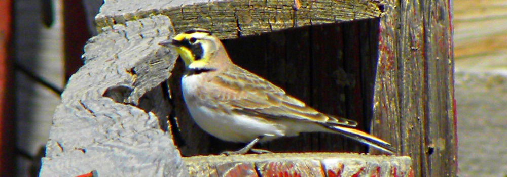 Straight Billed Song BirdsHorned Lark