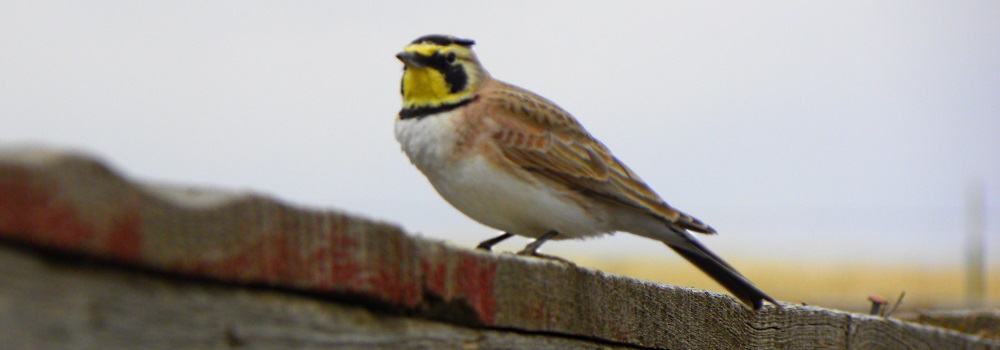 Straight Billed Song BirdsHorned Lark
