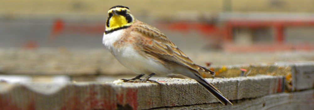 Straight Billed Song BirdsHorned Lark