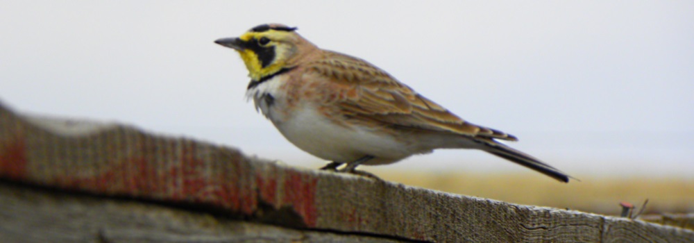 Straight Billed Song BirdsHorned Lark