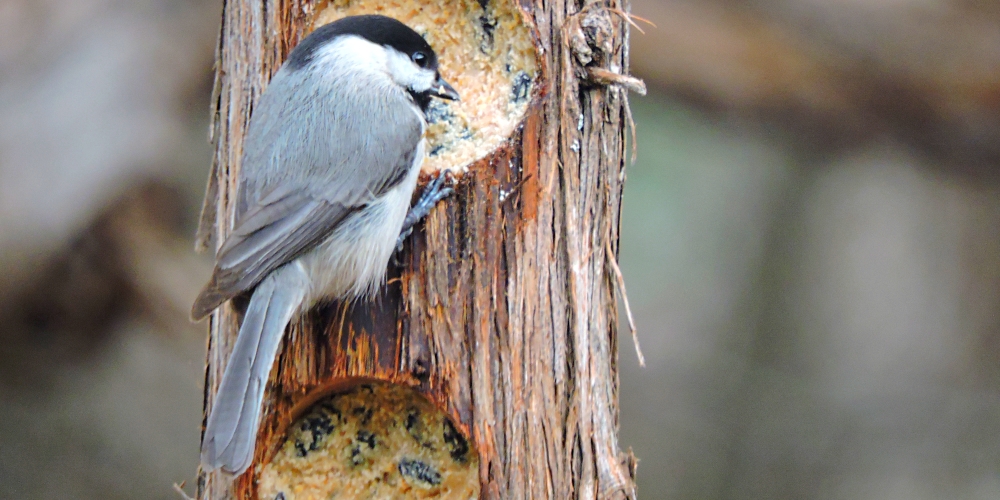 Straight Billed Song BirdsThe Carolina Chickadee