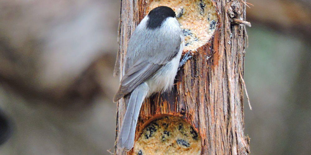 Straight Billed Song BirdsThe Carolina Chickadee