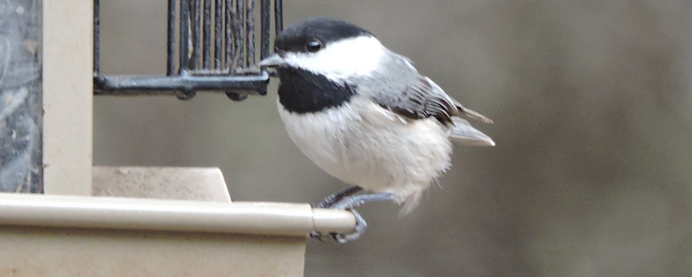 Straight Billed Song BirdsThe Carolina Chickadee
