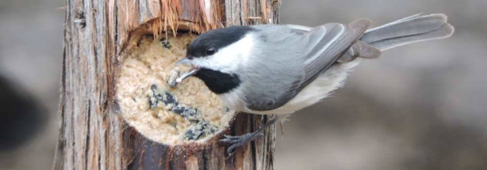 Straight Billed Song BirdsThe Carolina Chickadee