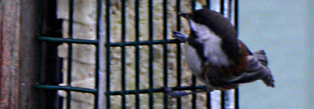 Straight Billed Song BirdsChestnut-backed Chickadee