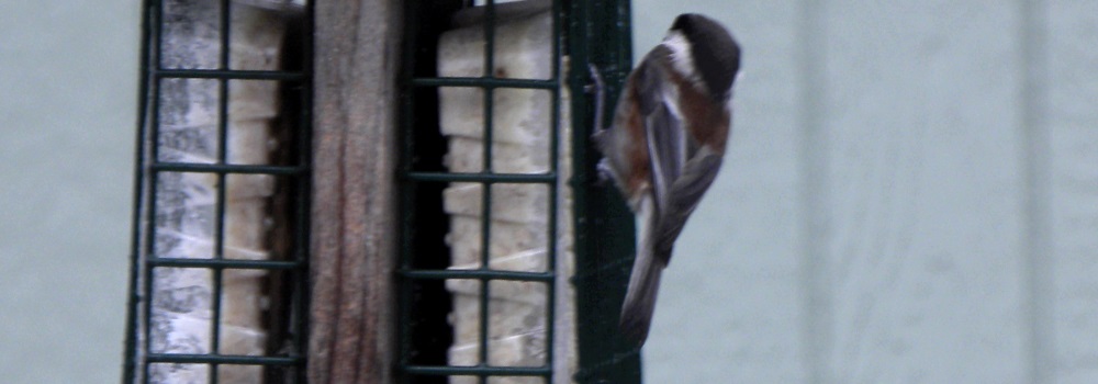 Straight Billed Song BirdsChestnut-backed Chickadee