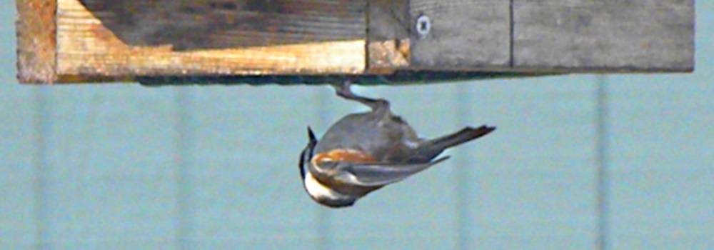 Straight Billed Song BirdsChestnut-backed Chickadee