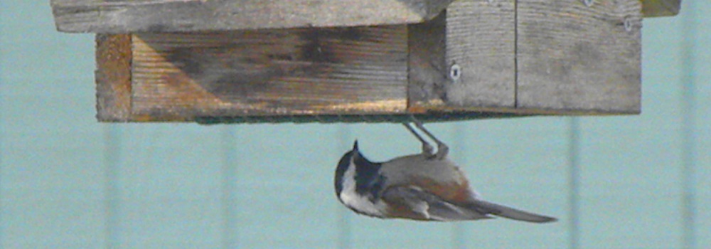 Straight Billed Song BirdsChestnut-backed Chickadee
