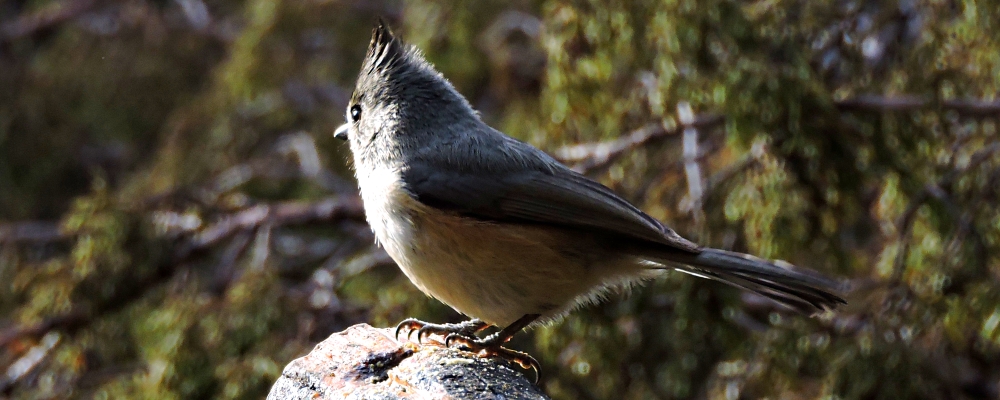 Straight Billed Song BirdsBlack-crested Titmouse