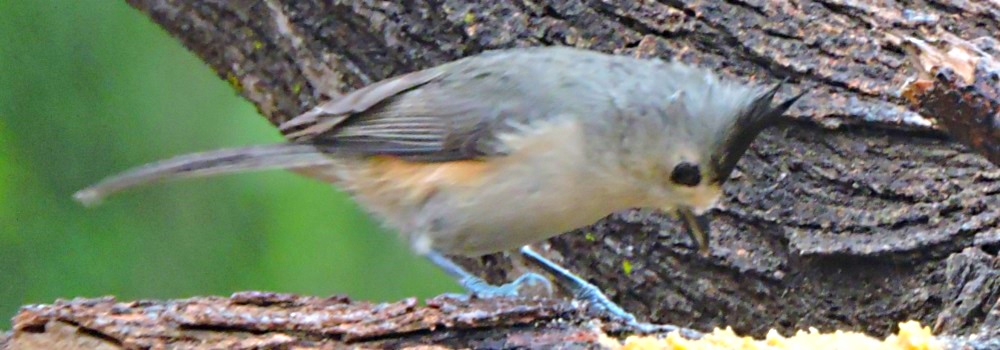 Straight Billed Song BirdsBlack-crested Titmouse
