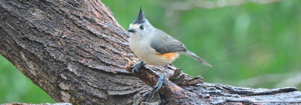 Straight Billed Song BirdsBlack-crested Titmouse