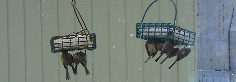 Bushtits Return inThrongs to the Feeder