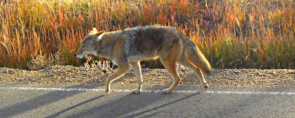 The CarnivoreThe Canis