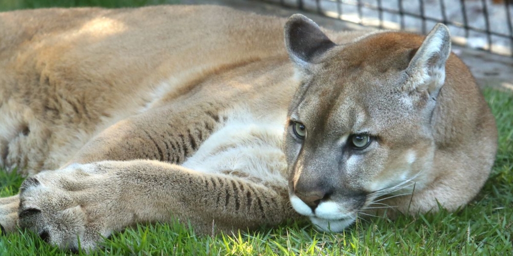 The CarnivoreThe Felidae