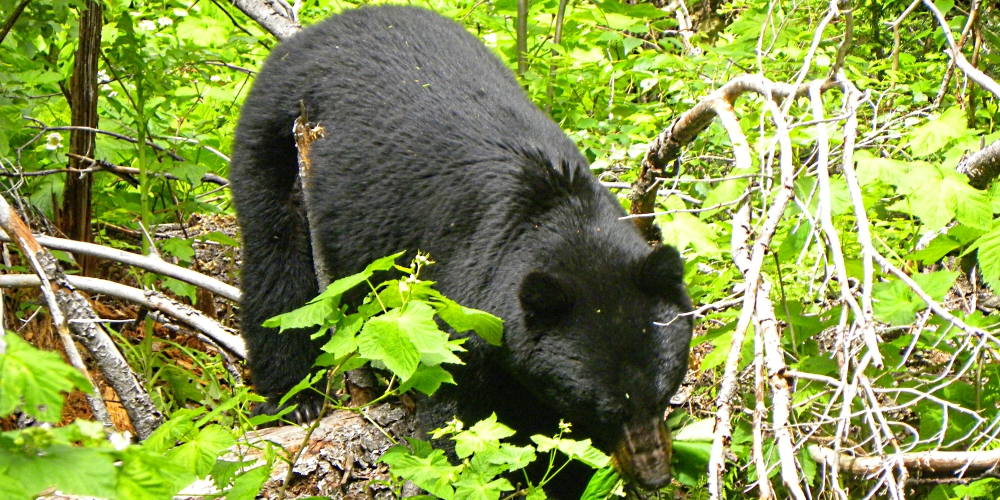 Glacier National ParkBear Jam