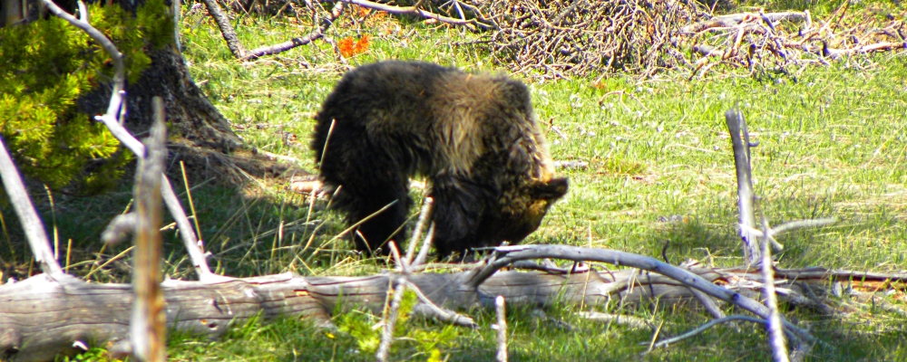 The CarnivoreThe Brown Bear