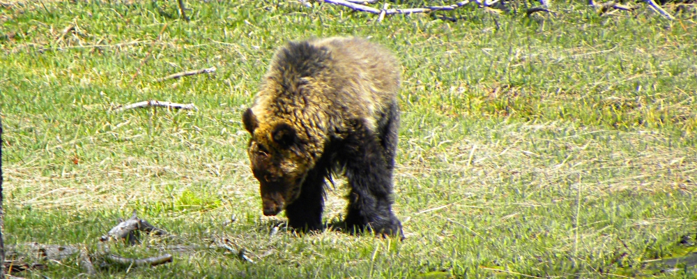 The CarnivoreThe Brown Bear
