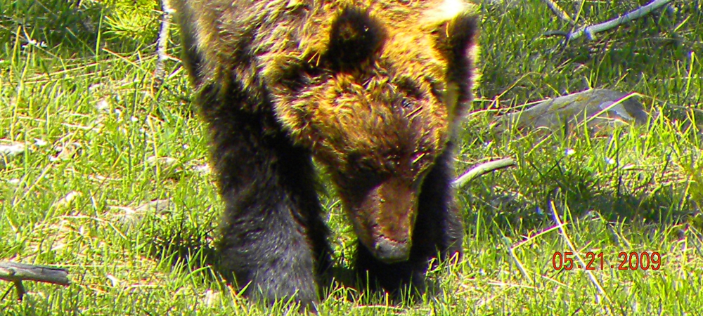 The CarnivoreThe Brown Bear