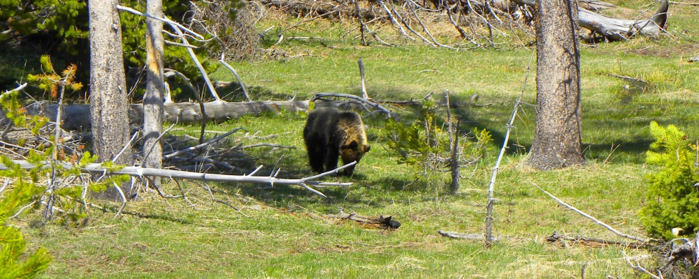 The CarnivoreThe Brown Bear