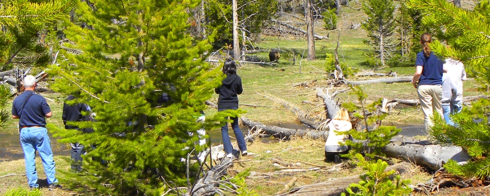 The CarnivoreThe Brown Bear