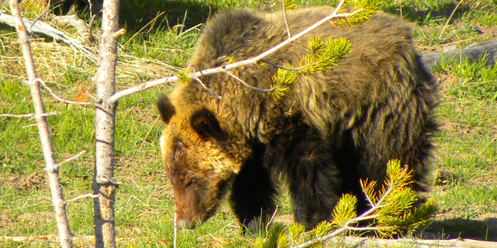 The CarnivoreThe Brown Bear