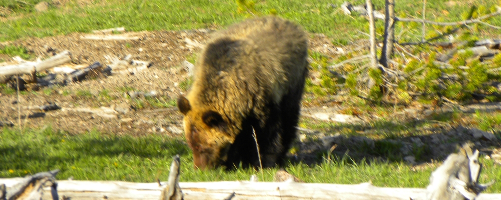 The CarnivoreThe Brown Bear