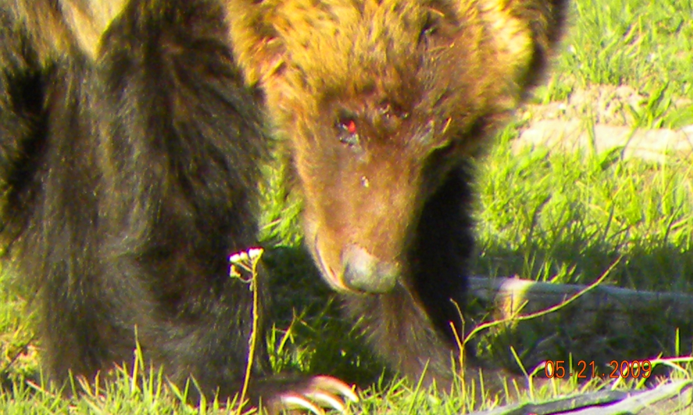 The CarnivoreThe Brown Bear